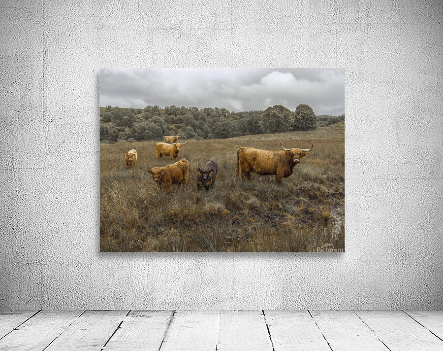 Highland Cows Wall Preview