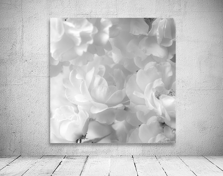 Roses Wall Preview