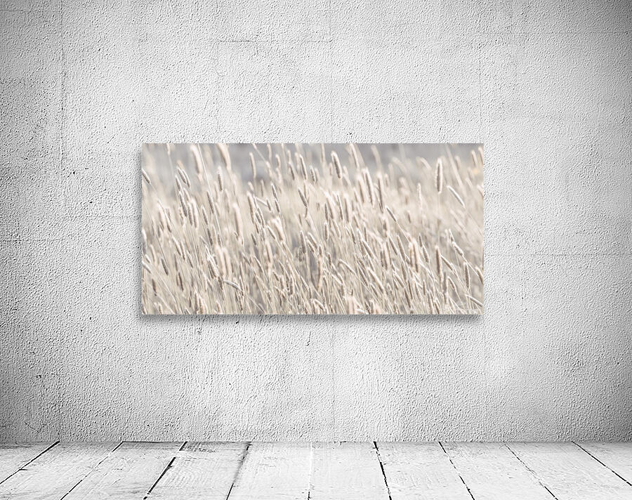 Grass in meadow Wall Preview