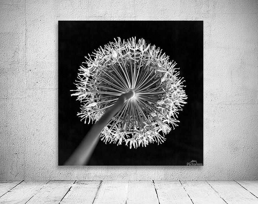 Allium flower Wall Preview