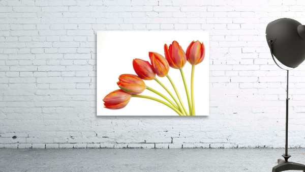 Tulip flowers Wall Preview