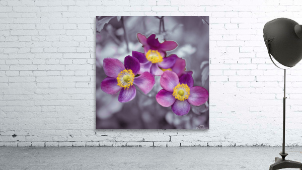 Anemone flowers Wall Preview