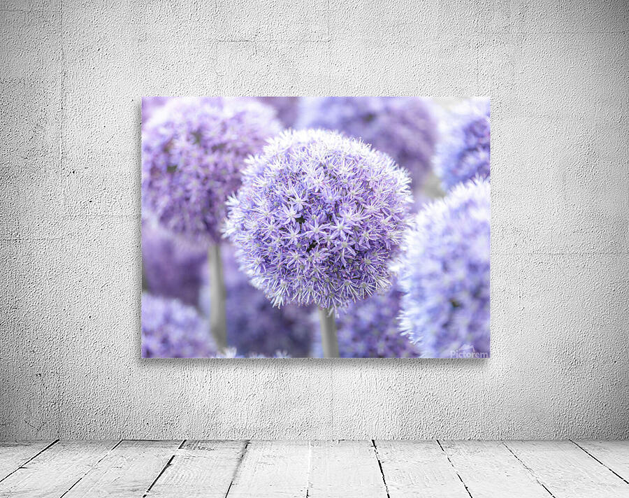 Alliums Flowers Wall Preview