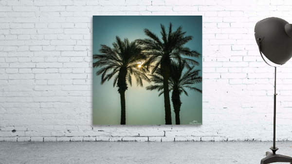 Palm Tree Wall Preview