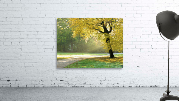 Autumn tree Wall Preview