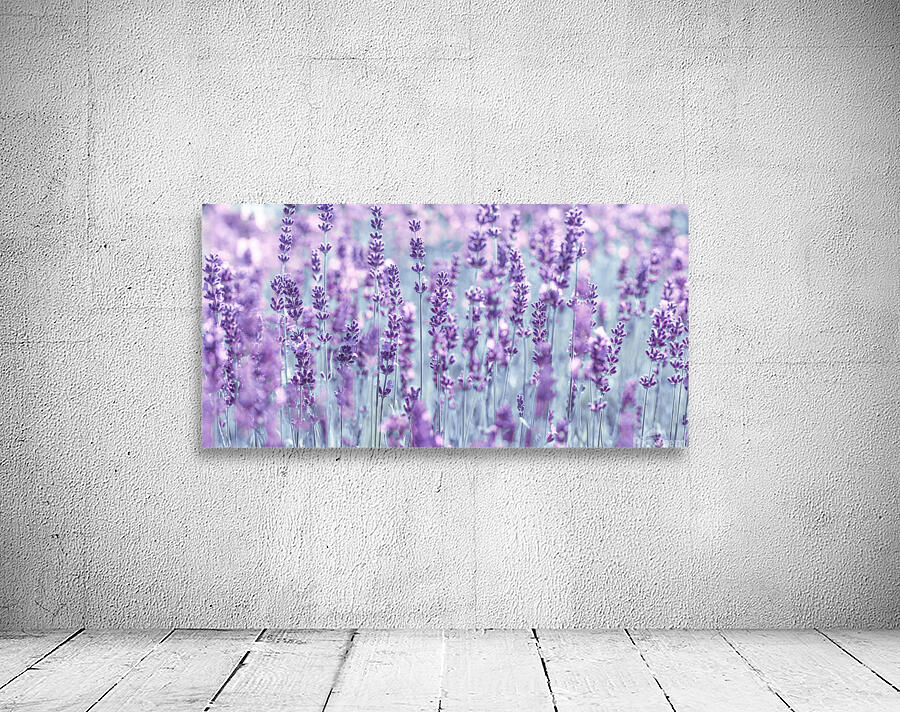 Lavender Wall Preview