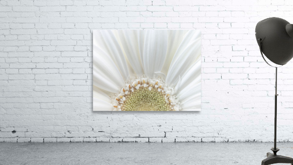 Gerbera Closeup Wall Preview
