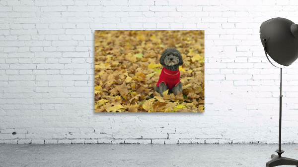 Cute Poddle Wall Preview