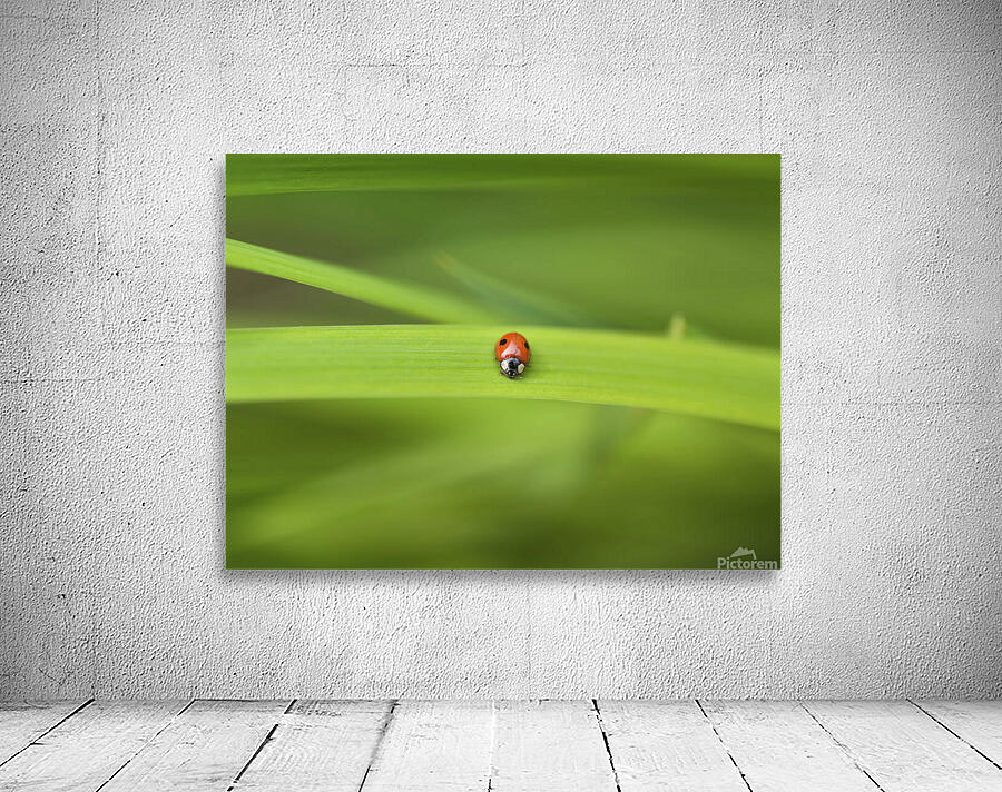 Ladybug  Wall Preview