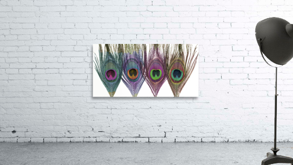 Peacock Feathers Wall Preview