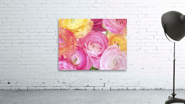 Pastel Ranunculus Wall Preview