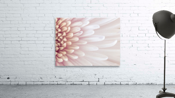 Chrysanthemum Petals Wall Preview