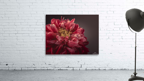 Beautiful Peony Wall Preview