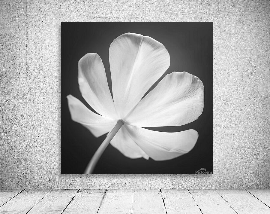 Tulip flower Wall Preview