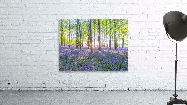 Mesmerizing Bluebell Forest Wall Preview