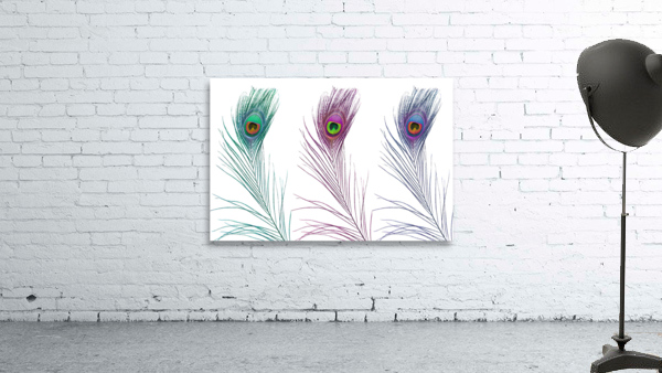 Vibrant Plumage Wall Preview