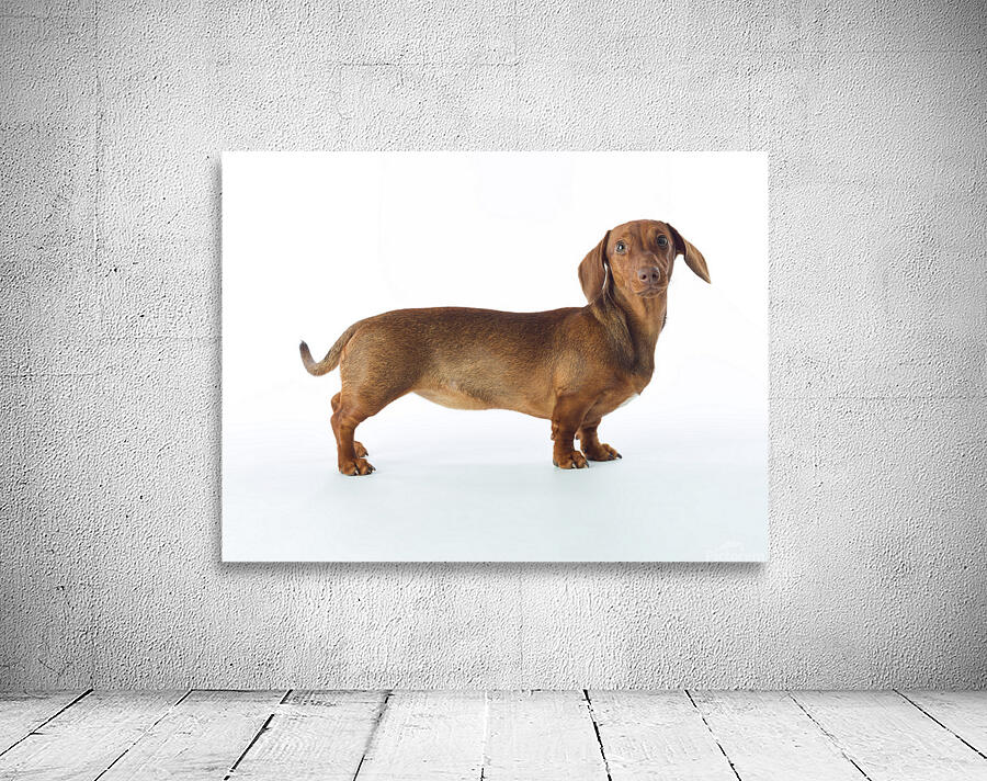 Lovable Dachshund Wall Preview