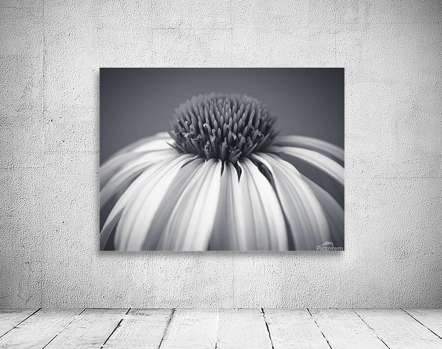 Coneflower Wall Preview