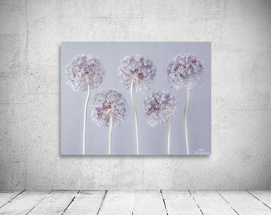 Allium Extravaganza Wall Preview