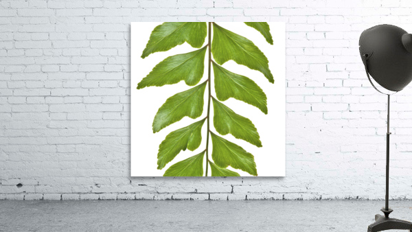 Fern Leaf Wall Preview