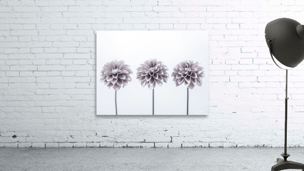 Dahlias Wall Preview