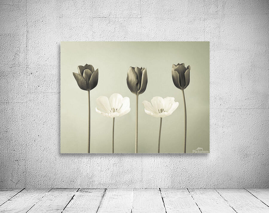 Monochromatic Harmony Wall Preview