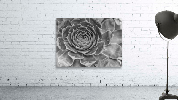 Echeveria Wall Preview