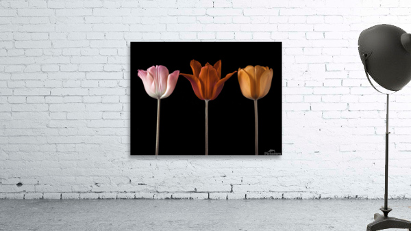 Tulip Trio Wall Preview
