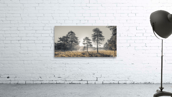 Sun through trees Wall Preview