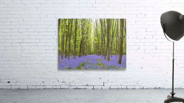 Bluebell forest Wall Preview