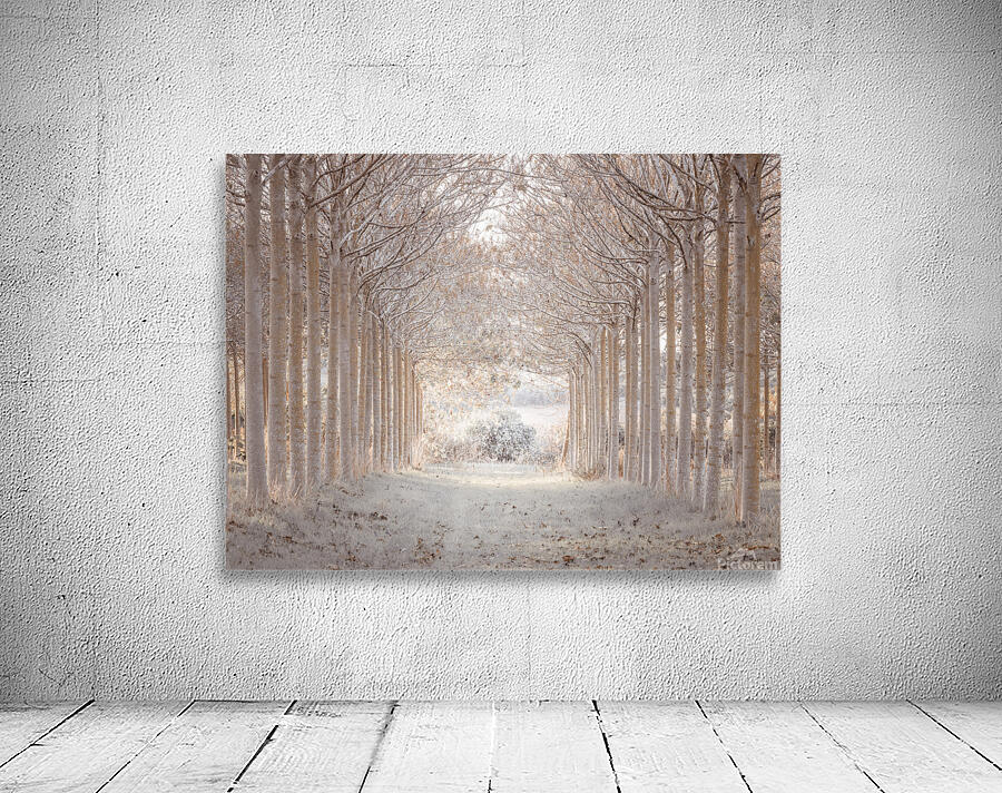 Winter Forest Wall Preview