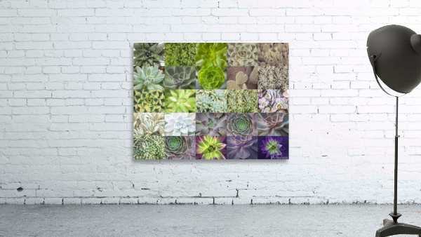 Succulents Collage Wall Preview
