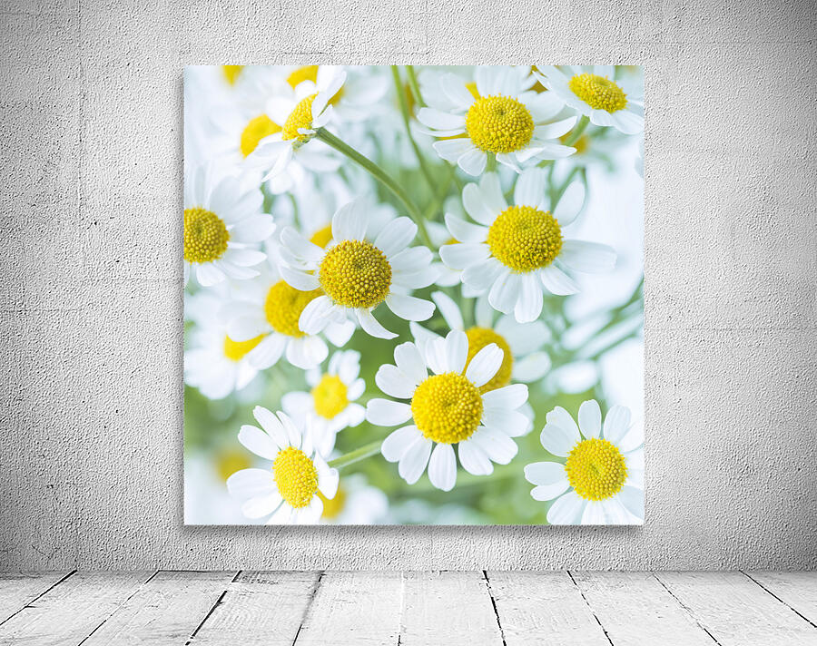 White Daisies Wall Preview
