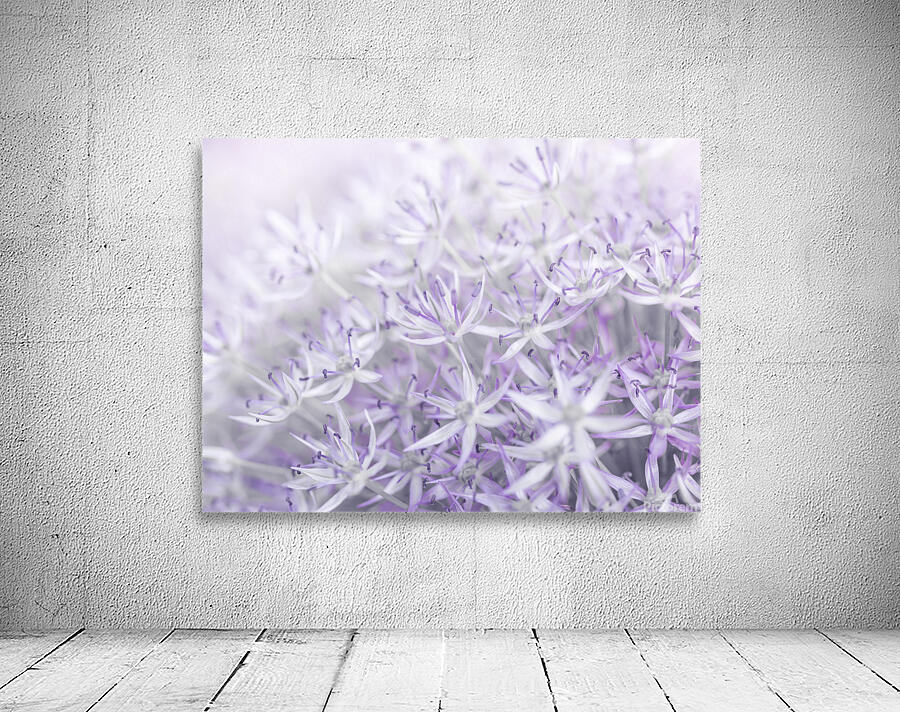 Allium flowers Wall Preview