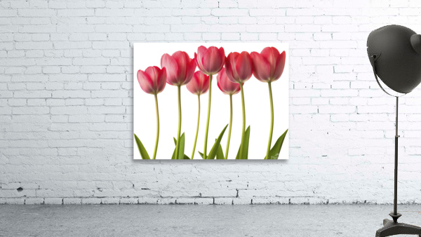 Growing Tulips Wall Preview