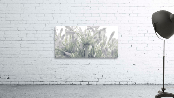 African Lily Wall Preview