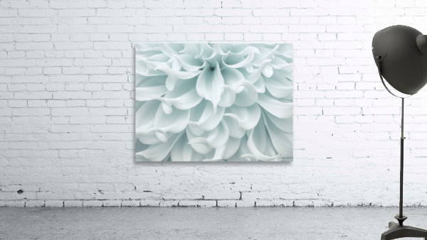 Dahlia close-up Wall Preview