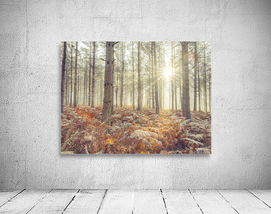 Natures Illumination Wall Preview