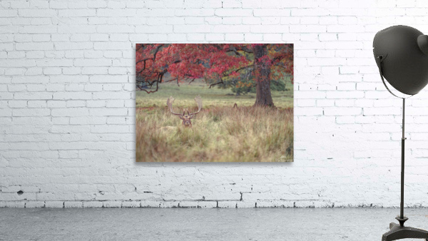 Stag in a field Wall Preview