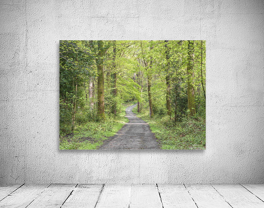 Pathway through forest Wall Preview
