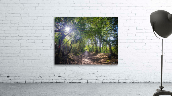 Journey through Forest Wall Preview