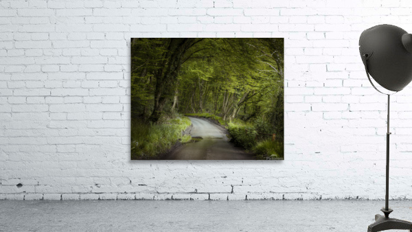 Road Through Forest Wall Preview