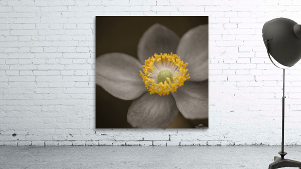 Delicate Perfection Wall Preview