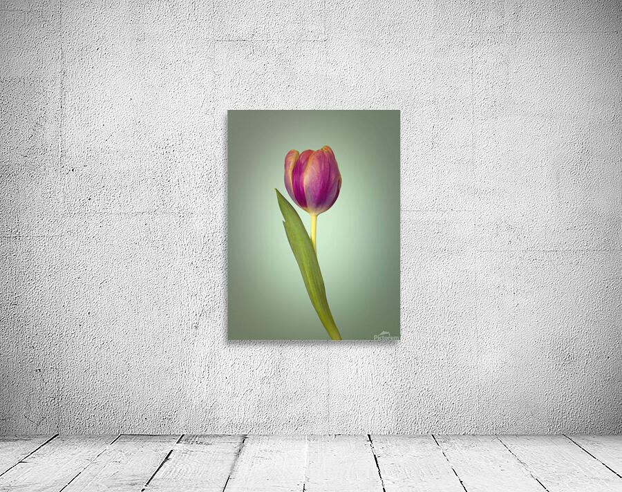 Single Tulip Flower Wall Preview