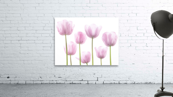 Tulip Bulbs Wall Preview