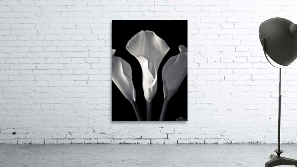 Harmonious Bloom Wall Preview