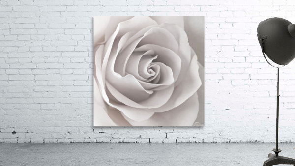 Captivating Rose Wall Preview