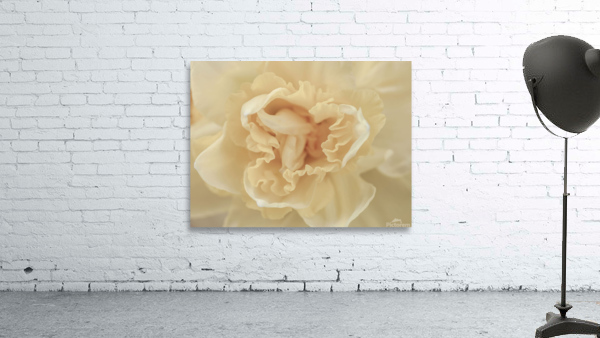 Daffodil Wall Preview