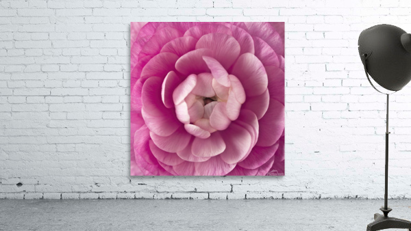 Pink Ranunculus Wall Preview