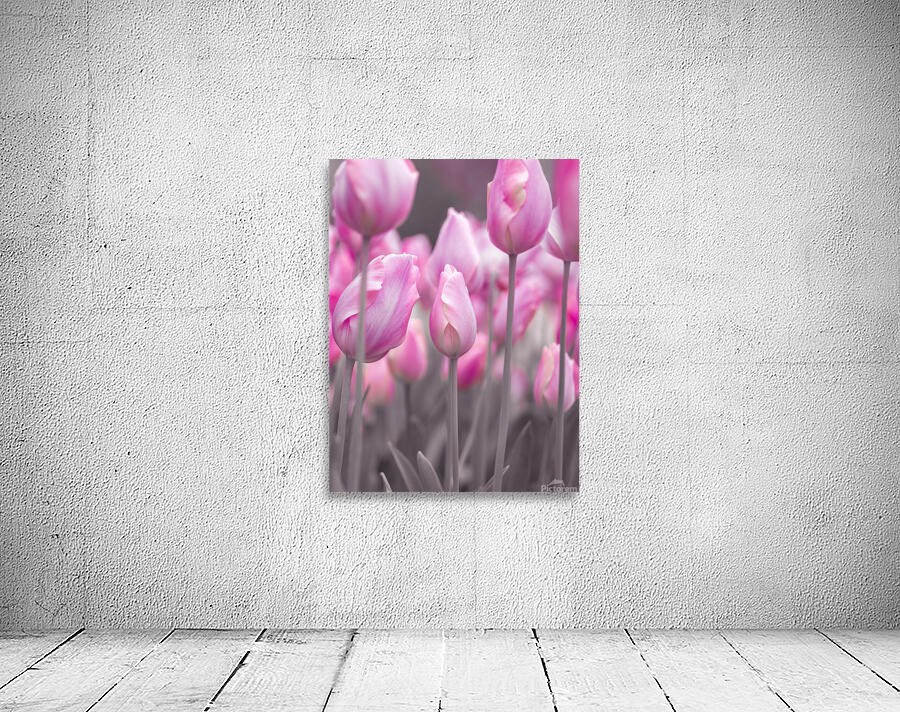 Pink Tulips Wall Preview